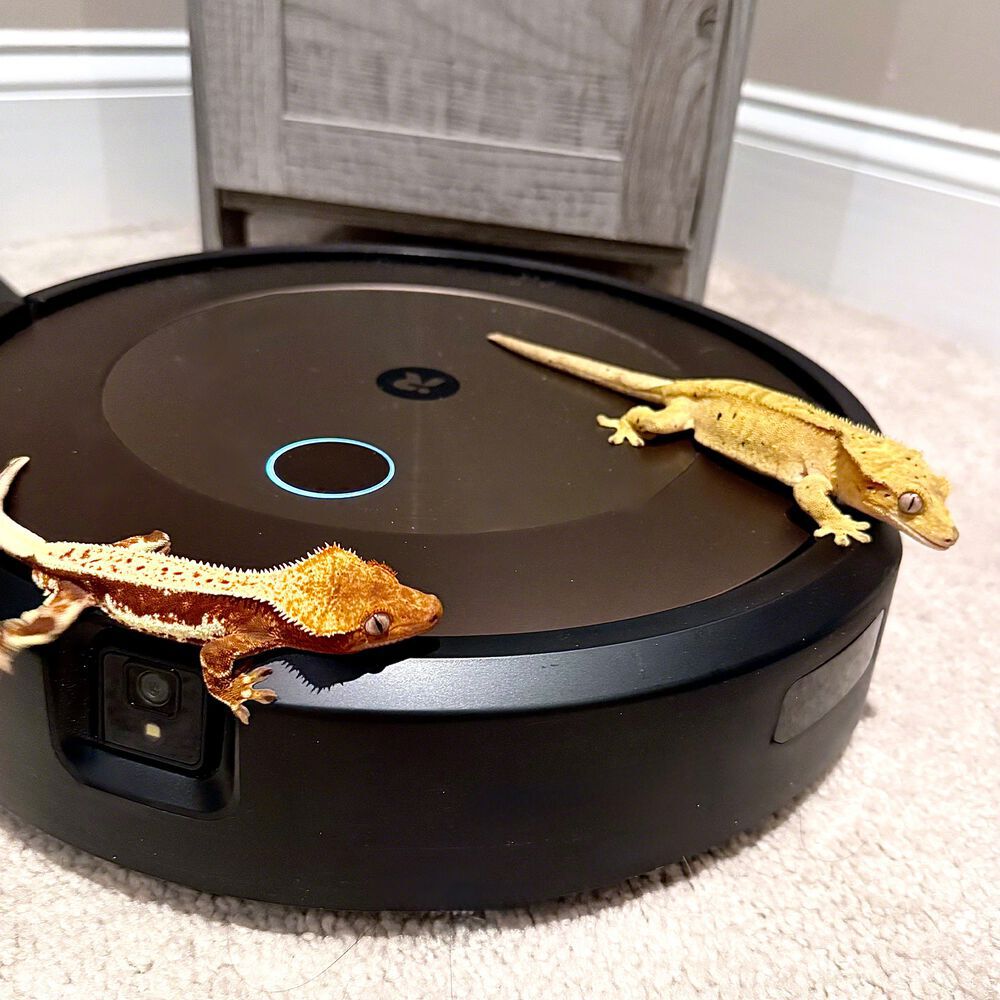 two crested geckos hanging on the side of a Roomba&reg; robot vacuum